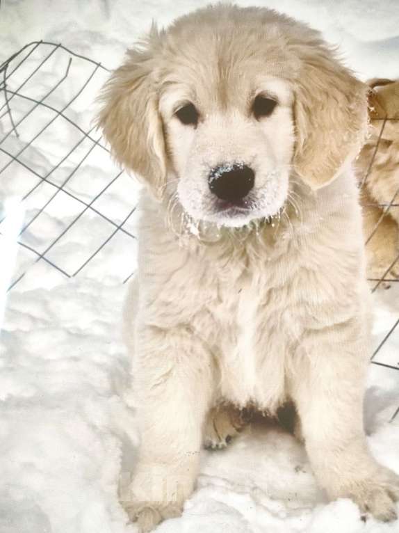 Собаки в Подольске: Золотистый ретривер- мальчик Мальчик, 90 000 руб. - фото 1