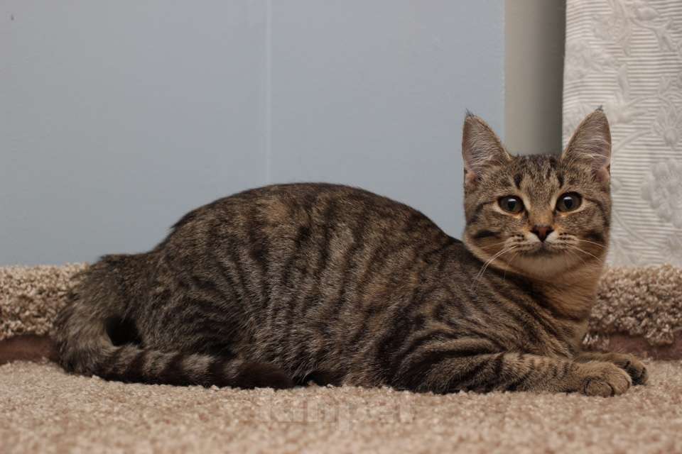 Кошки в Москве: Ласковая 6 мес кошечка Уля в поиске семьи! Девочка, Бесплатно - фото 6