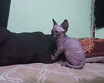 Кошки в Рязани: Котёнок Y Сфинкс Мальчик, 11 000 руб. - фото 2