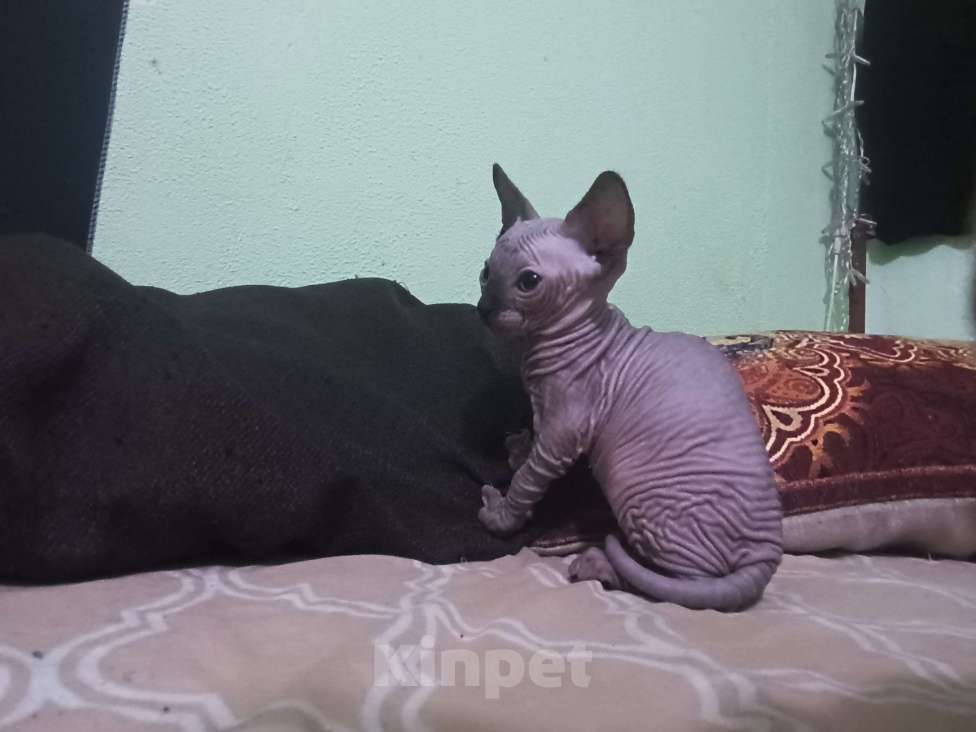 Кошки в Рязани: Котёнок Y Сфинкс Мальчик, 6 000 руб. - фото 2