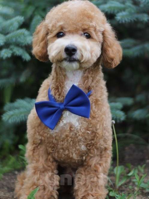 Собаки в Екатеринбурге: Щенки породы Пушон Девочка, 70 000 руб. - фото 3