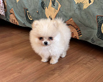 Собаки в Москве: Мини мальчик померанского шпица , Энди  Мальчик, 55 000 руб. - фото 6