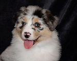 Собаки в других городах Московской области: Австралийская овчарка (аусси) Мальчик, 100 000 руб. - фото 7