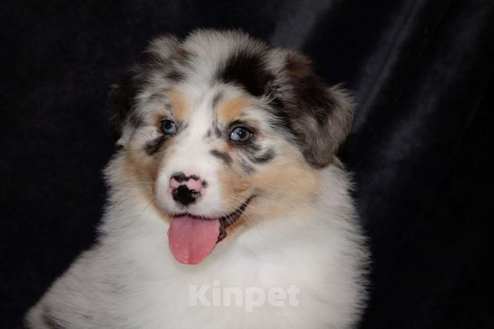 Собаки в других городах Московской области: Австралийская овчарка (аусси) Мальчик, 100 000 руб. - фото 7