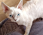 Кошки в Санкт-Петербурге: Котёнок (девочка) Девон-Рекс Девочка, 85 000 руб. - фото 3