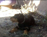 Собаки в Курске: Ягдтерьер для вязки, Бесплатно - фото 1