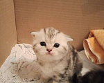 Кошки в Иваново: Кот на вязку, 1 500 руб. - фото 10
