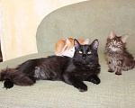 Кошки в Колпашево: Маленький пушистый котенок в добрые руки, 100 руб. - фото 2