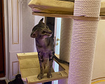Кошки в Москве: Продам двух ориентальных котят премиум не дорого Мальчик, 55 000 руб. - фото 7