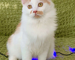 Кошки в Москве: Рыжий котик Пухлик в поисках счастья. В дар Мальчик, Бесплатно - фото 1