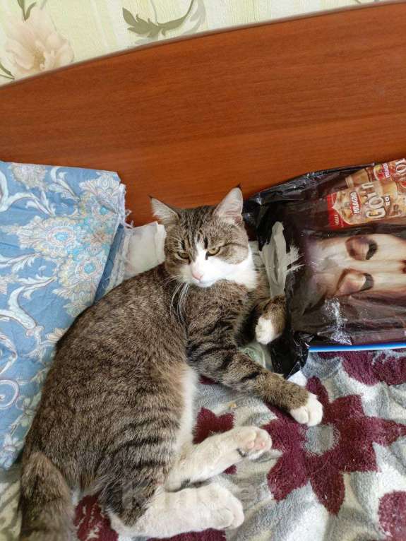 Кошки в Набережных Челнах: Пропал Кот Мальчик, 20 000 руб. - фото 4