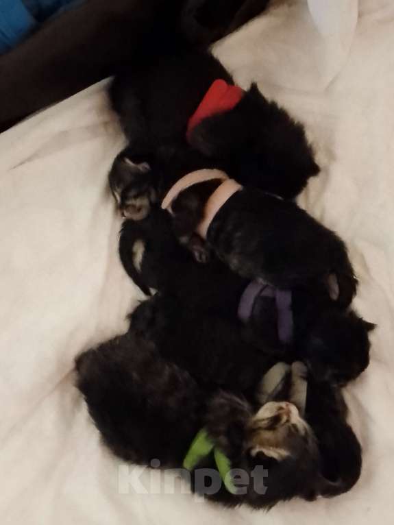 Кошки в Кирове: Фиолетовый (синий) Девочка, 2 500 руб. - фото 1