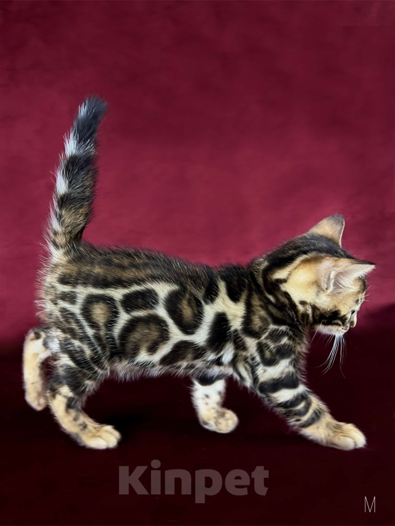 Кошки в Москве: Бенгальский котенок-мальчик, питомник ABCats (WCF) Москва Мальчик, Бесплатно - фото 4