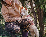 Собаки в Москве: Бесподобный домашний щенок Пилот ищет дом Мальчик, Бесплатно - фото 3