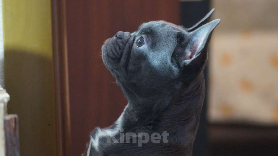 Собаки в Новочебоксарске: Французский бульдог, щенок Арчи Мальчик, 100 000 руб. - фото 3