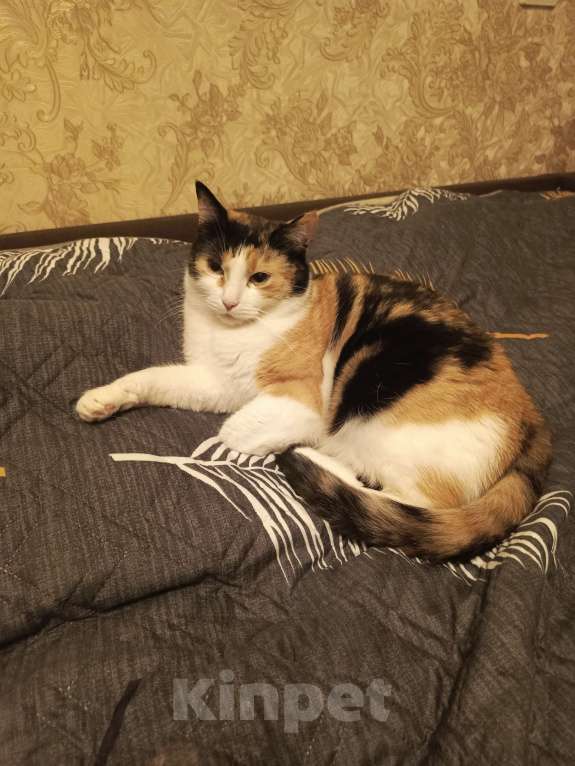 Кошки в Санкт-Петербурге: Отдам кошечку в добрые руки Девочка, Бесплатно - фото 3