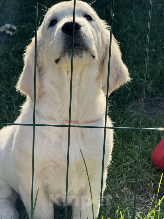 Собаки в Челябинске: Золотистый ретривер девочка  Девочка, 60 000 руб. - фото 3