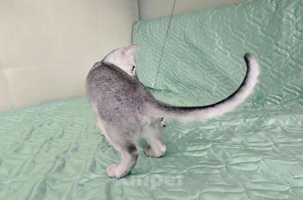 Кошки в Тюмени: Красивый котенок аби серебро Мальчик, 55 000 руб. - фото 5
