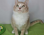 Кошки в Москве: Персиковый котик-подросток в добрые руки Мальчик, Бесплатно - фото 3