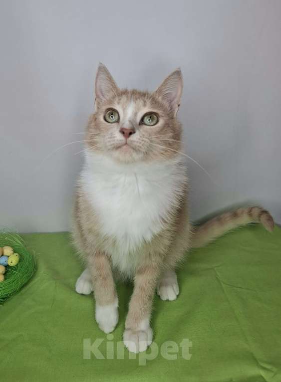 Кошки в Москве: Персиковый котик-подросток в добрые руки Мальчик, Бесплатно - фото 3