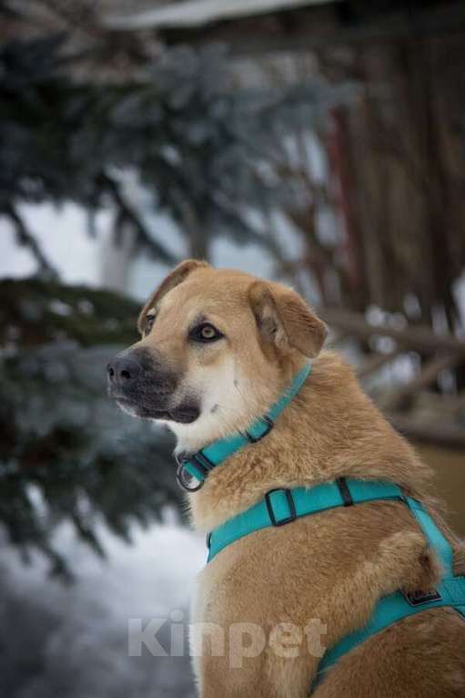 Собаки в Москве: Чудесная Барабулька ищет дом и любящую семью! Девочка, Бесплатно - фото 5
