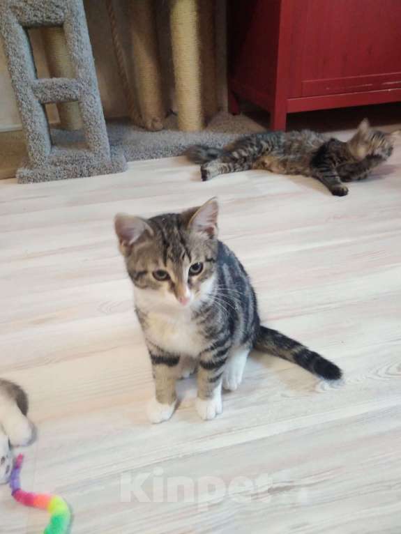 Кошки в Санкт-Петербурге: Мелкий из под колес Мальчик, Бесплатно - фото 6