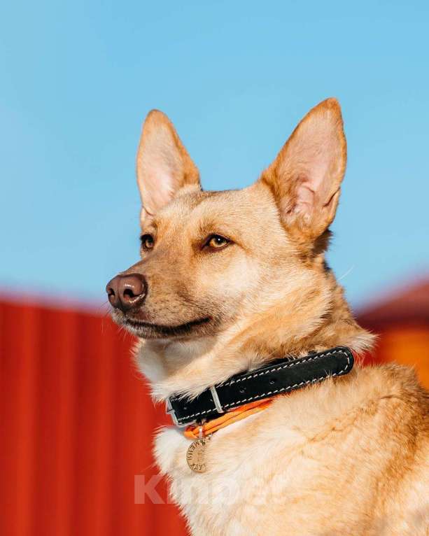 Собаки в других городах Московской области: Привет :) Я  - Тата Девочка, Бесплатно - фото 10