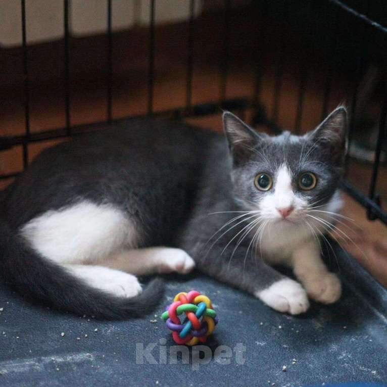 Кошки в Москве: Малыш грустит в клеточке Мальчик, Бесплатно - фото 2