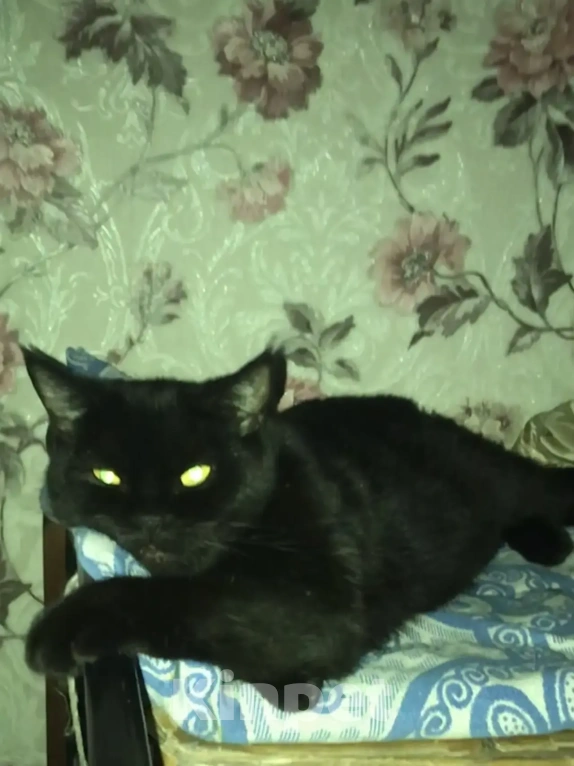 Кошки в Дмитрове: Отдам в добрые руки Девочка, Бесплатно - фото 5