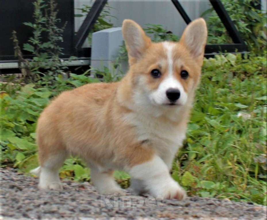 Собаки в Москве: вельш корги пемброк девочка 2.5 мес Девочка, 85 000 руб. - фото 5