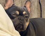 Собаки в Москве: Французский бульдог, вязка Мальчик, 7 000 руб. - фото 1