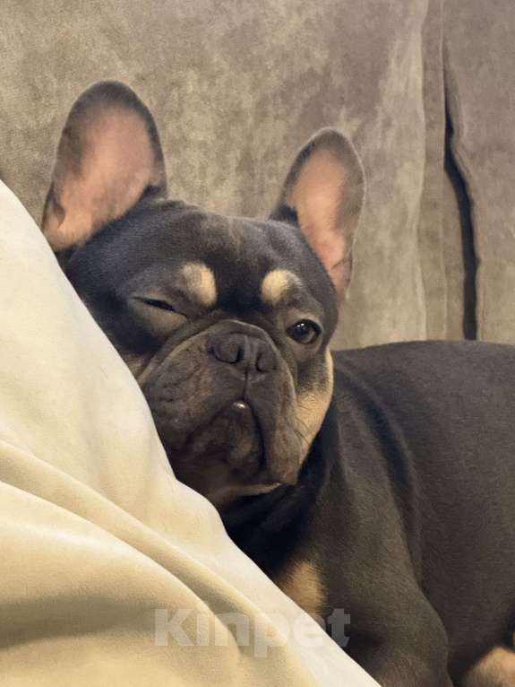 Собаки в Москве: Французский бульдог, вязка Мальчик, 7 000 руб. - фото 1