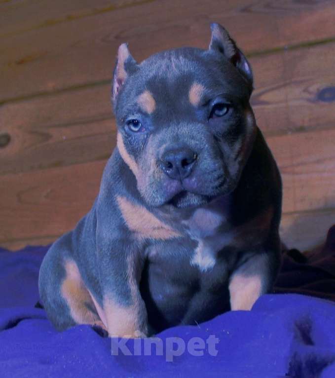 Собаки в Москве: Муся Девочка, 90 000 руб. - фото 7