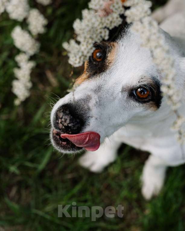 Собаки в Балашихе: Потерялась собака!! Девочка, Бесплатно - фото 2