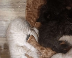 Кошки в Нерюнгри: Котята 1 месяц ищут хозяина Девочка, 1 руб. - фото 4