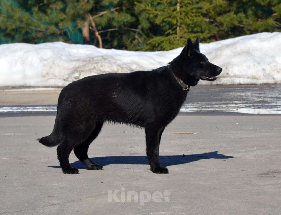 Собаки в Москве: Чёрная немецкая овчарка, крови ГДР. Девочка, Бесплатно - фото 1