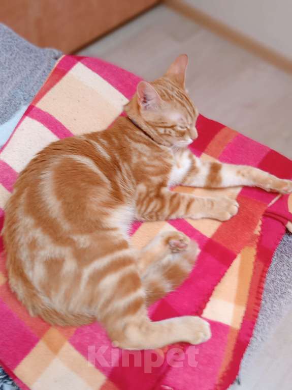 Кошки в Москве: ОТДАМ В ДОБРЫЕ   РУКИ Мальчик, Бесплатно - фото 2