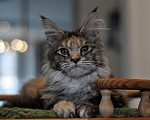 Кошки в Одинцово: Онисия  Девочка, 30 000 руб. - фото 3