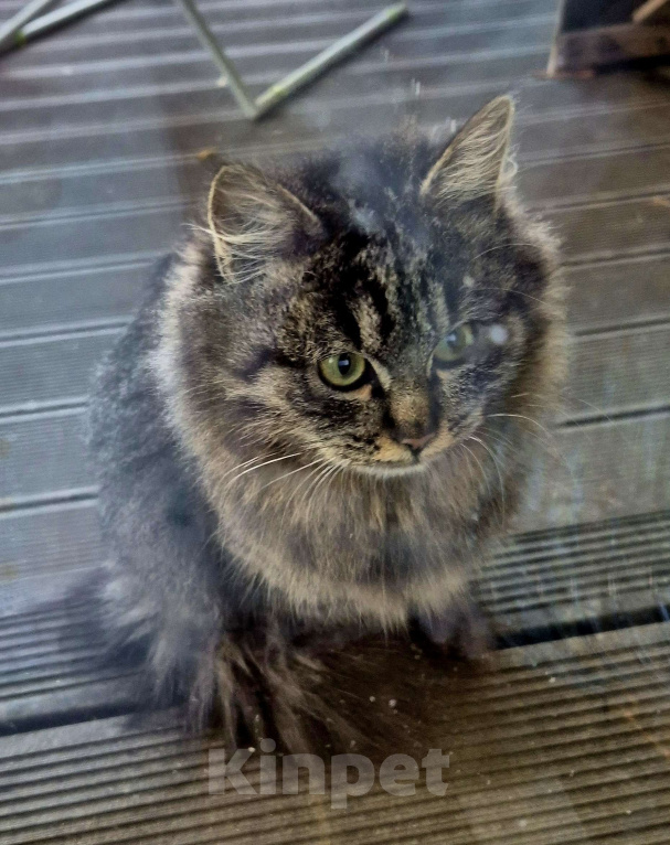Кошки в других городах Московской области: Балу Мальчик, Бесплатно - фото 3