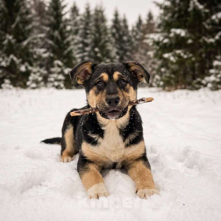 Собаки в Москве: щенок Ника ищет семью Девочка, Бесплатно - фото 6