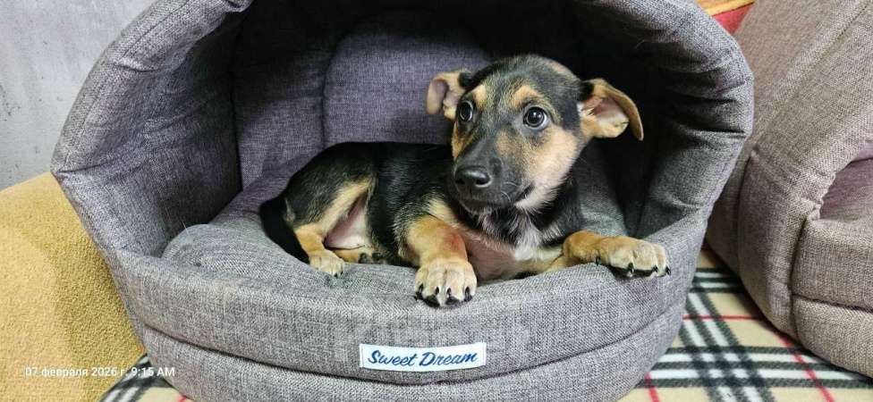 Собаки в Санкт-Петербурге: Три маленьких щеночка с короткими лапками Девочка, Бесплатно - фото 2