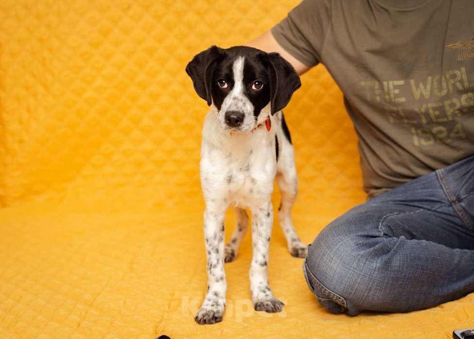 Собаки в Москве: Щенок маленькой собаки Мальчик, Бесплатно - фото 7