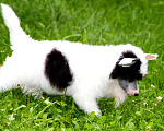 Собаки в Люберцах: Маленькое облачко Велюр Мальчик, Бесплатно - фото 2