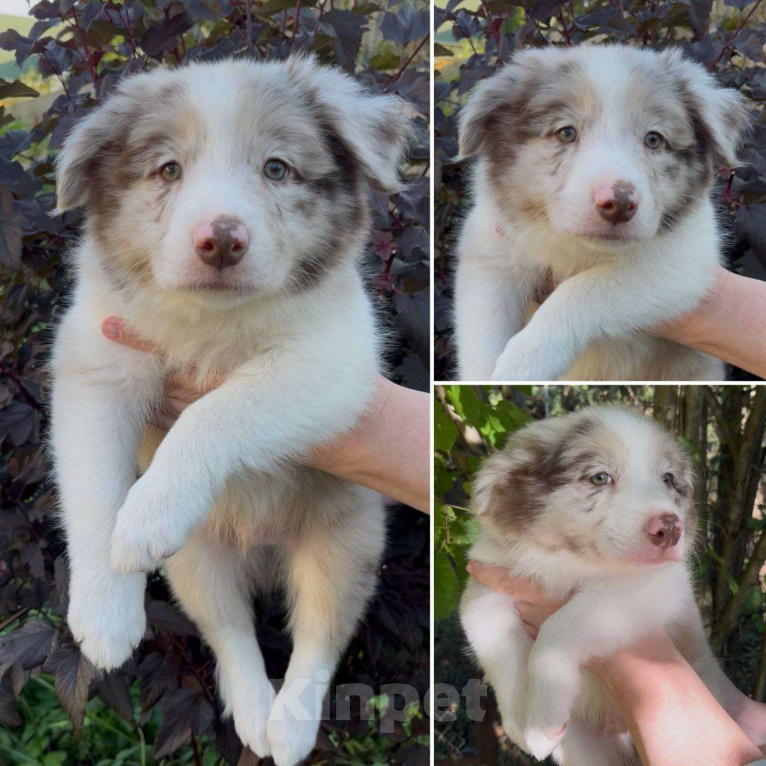 Собаки в других городах Московской области: Бордер колли шоколадные и мраморные мальчики Мальчик, 80 000 руб. - фото 5