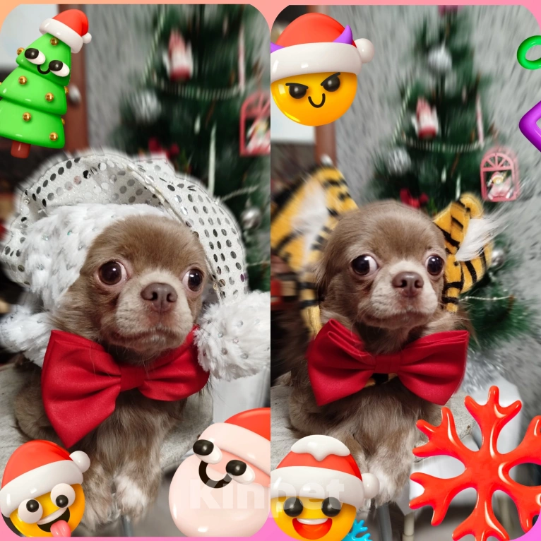 Собаки в Кировске (Мурманская область): Чихуахуа Грей Мальчик, 10 000 руб. - фото 3