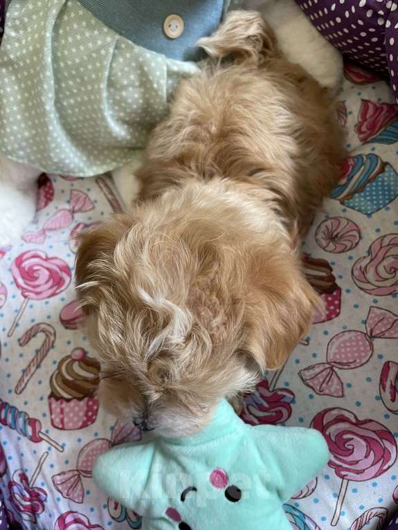 Собаки в Москве: Мальтипу micro Мия Девочка, 150 руб. - фото 4