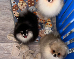 Собаки в Москве: Померанский шпиц щенки  Мальчик, 50 000 руб. - фото 2