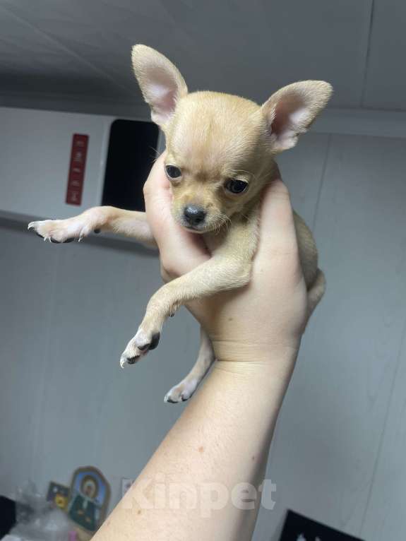 Собаки в Бронницах: Щенок девочка чихуахуа  Девочка, 10 000 руб. - фото 2