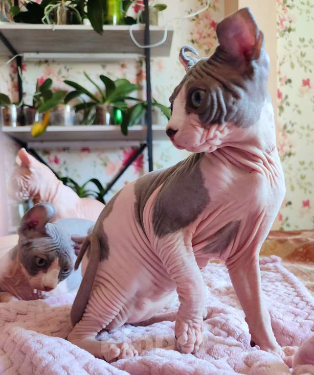 Кошки в других городах Краснодарского края: Канадский сфинкс, эльф. Самая прилипучая- обнимучая девочка. Девочка, 35 000 руб. - фото 4