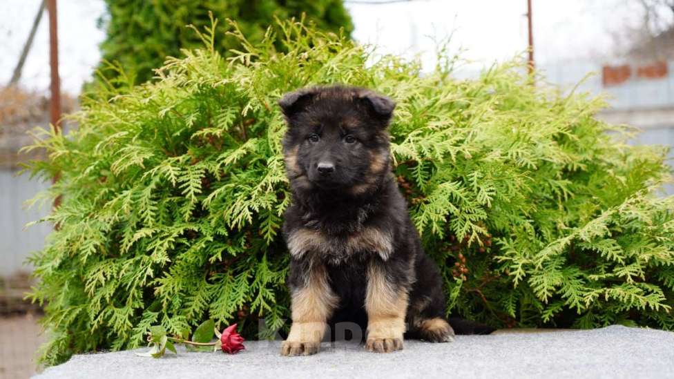 Собаки в Москве: Немецкая овчарка щенок девочка дш Девочка, 50 000 руб. - фото 2